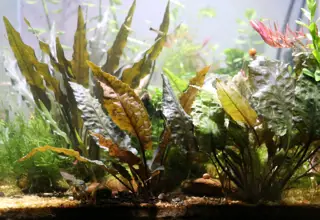 Cryptocoryne, 3 Mystery Plants