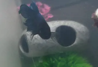 Veiltail Betta, Betta Splendens, Teal Blue Male