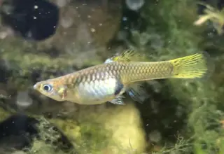 Fancy X Endler Guppy Females Logo