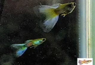 Pk Endlers Dark American Green Veiltail Guppy Pair Mf