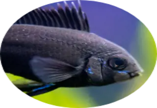 LiveCichlid Logo