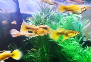 Full Gold Ribbon Guppies - Young Juveniles
