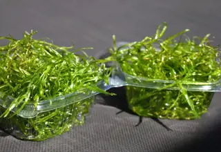 Guppy Grass (1.5 CUP)/Aquatic Plant/Freshwater Plant