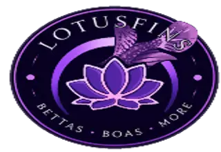 Lotus Bettas