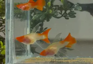 Rare-1 Pair - Albino Koi Red Ribbon Finc Glassbelly - High Quality Guppies