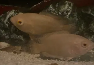 Pair Of Albino Tiger Oscar Logo