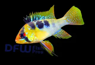 German Blue Ram, Mikrogeophagus Ramirezi - Unsexed Single