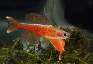 (7) Red Neon Blue Eye Rainbowfish (Luminatis)