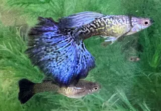 Blue Dragon Guppy Pairs - Juveniles