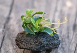 Anubias Nana Petite On Lava Rock (2 Quantity)