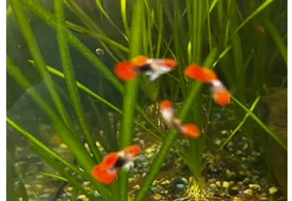 Red Tux Guppy   Trio  ( 2 Female, 1 Male )