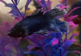 Betta Fish (Betta Splendens), Halfmoon Blue And White Male