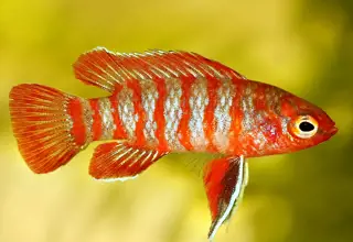 (1) Scarlet Badis