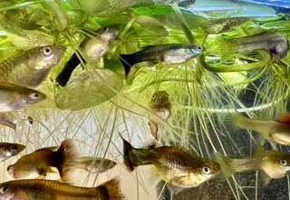 5 Sorority Mix Female Guppies, Poecilia Reticulata Logo