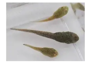 Bullfrog Tadpoles