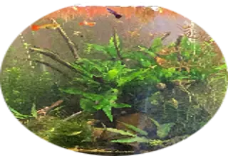 Createdbiotopes