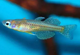 (7) Blue Eye Spotted Rainbowfish