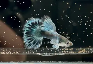 Rare- 1 Pair - Green Ivory Bds Hm - High Quality Guppies