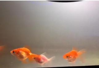 Ryukin And Fantail Goldfish Logo