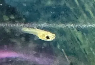 10 Guppy Fry/juvenile Logo