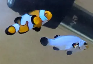 Bonded Pair Of Clownfish
