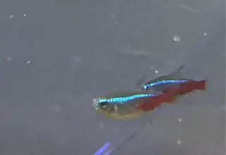 2 Neon Male Tetra + 1 Ballon Mollie Female (Pack)