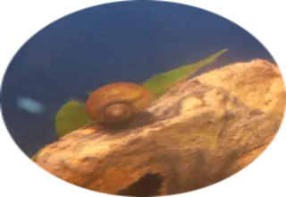 The Shell Shed