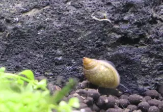 Bladder Snails 10 Pack