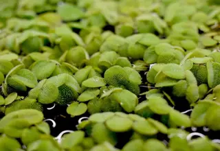 Water Spangles/Salvinia minima/Floating Plant (30+plants/150+Leaves)