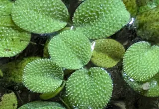 Salvinia Minima/water Spangles/cat Tongue Floating Aquarium Plant