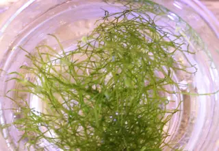 1 Cup Of Riccia Flutians, Live Aquatic Plant