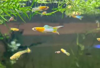 Rare Homebred Japan Gold Blue Double Swordtail Guppies Pair (1m 1f)
