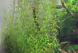 Pearlweed, Hemianthus Micranthemoides, Live Aquatic Plants