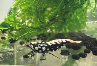 5 + 1 (Doa) Boa Caridina Shrimp