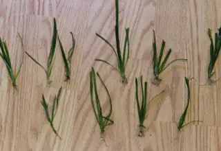 10 Jungle Val, (You Will Receive The Exact Plants As In The Picture)