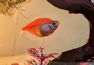 (3x) Glo Tetras Logo