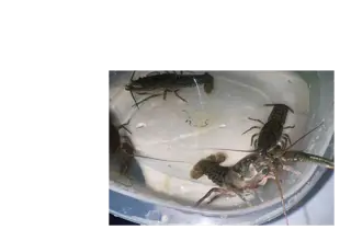 Eastern Crayfish (Cambarus Bartonii) 