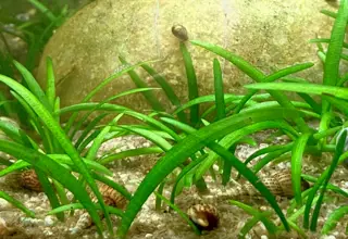 Dwarf Sagittaria(bunch)