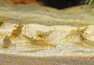 10+ Live Florida Freshwater Ghost Glass Grass Shrimp Aquarium Tank Fish Food