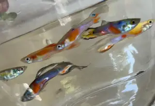 Rainbow MYSTERY fry pack qty. 10