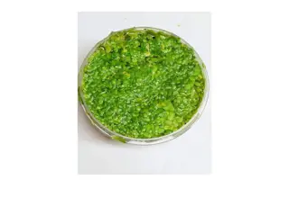 Duckweed (Lemna Minor) 1000+ Indoor Grown Healthy Roots Logo