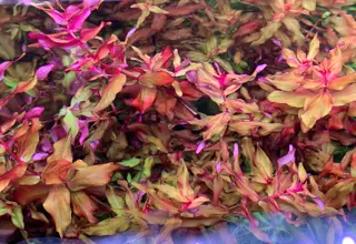 Rotala Macrandra Red, 3 Stems Logo