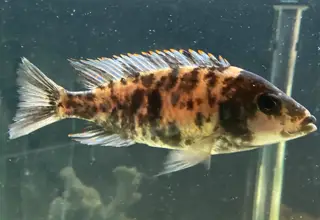 Calico Peacock Cichlid Logo