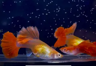 Super Rare - Albino Red Rose Cauliflower Fin - Super High Quality Guppies