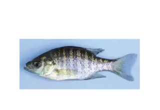 Selling Bluegill, Mosquitofish, And Creek Chubs Logo