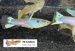 Pk Endlers Lapis Lazuli Guppy Pair Mf