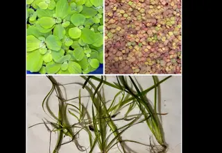 Easy Plant Pack (Vallisneria, Red Root Floater, Water Lettuce)