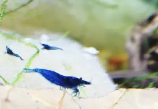 10+(2 For Doa) High Quality Ocean Blue Neocaridina Shrimp