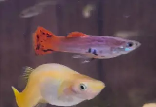 Sunset Cobra Guppies Logo