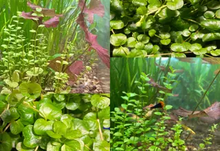 Creeping Jenny(bunch)